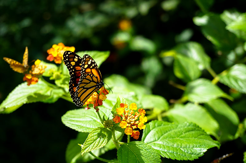 Butterfly Zoo in Lisbon